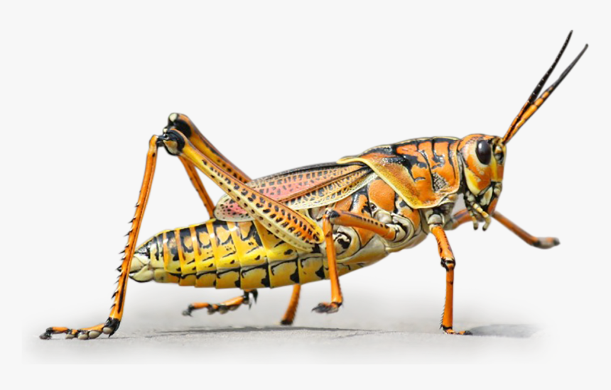 Grasshopper Clipart Grillo - Grasshopper Hd, HD Png Download, Free Download