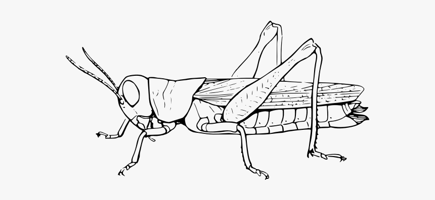 Grasshopper Symbol - Life Cycle Of Grasshopper Drawing, HD Png Download, Free Download