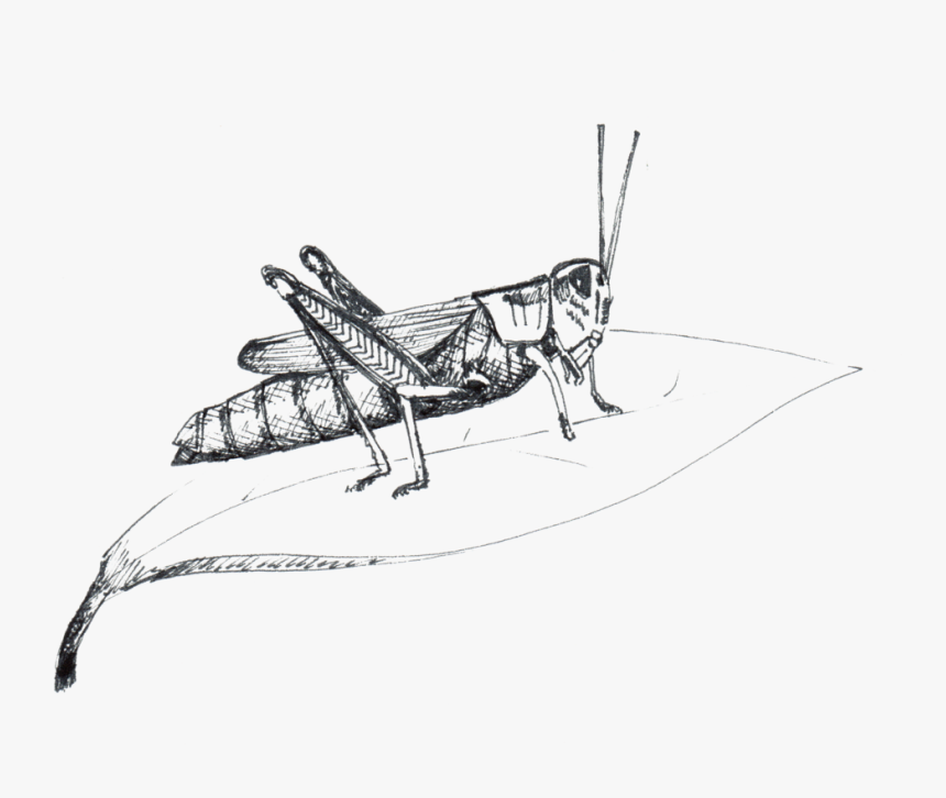 Grasshopper, HD Png Download, Free Download