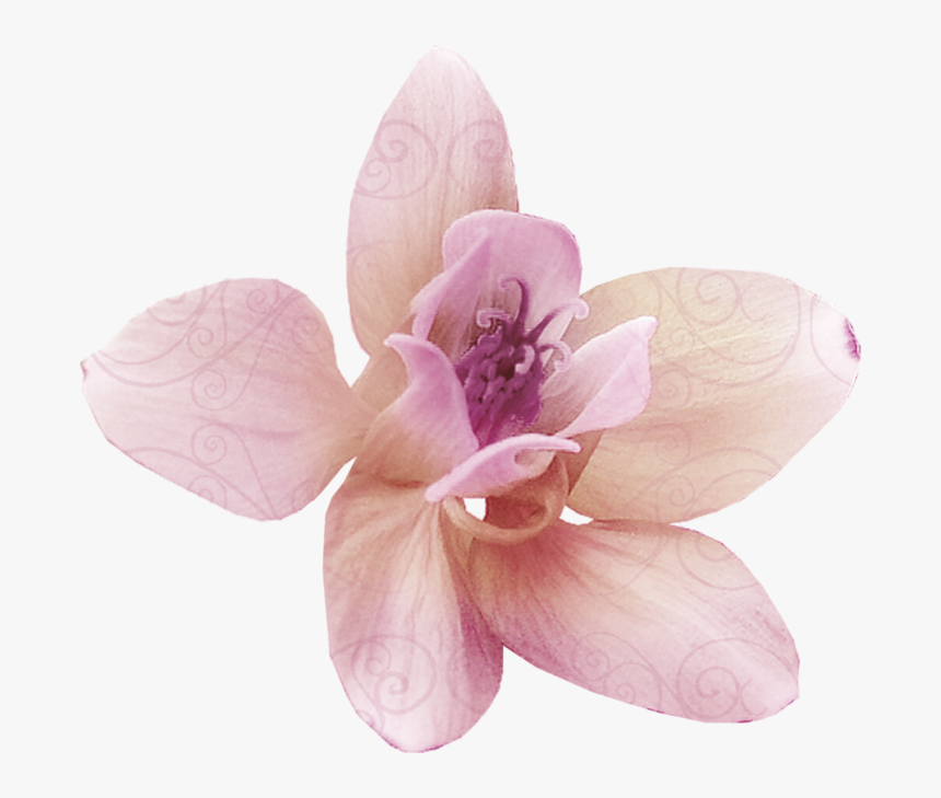 Real Flower Png, Transparent Png, Free Download