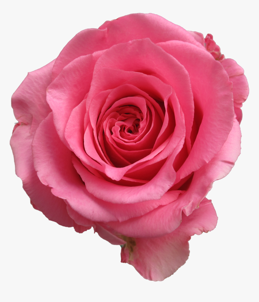 Dark Pink Rose Flower, HD Png Download, Free Download