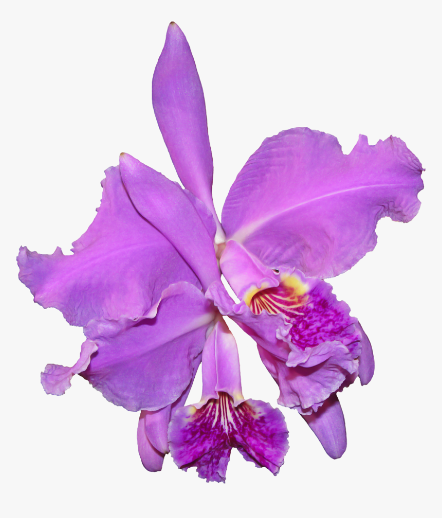 Orchid Flower Png Image - Orquidea Cattleya Transparent Png, Png Download, Free Download