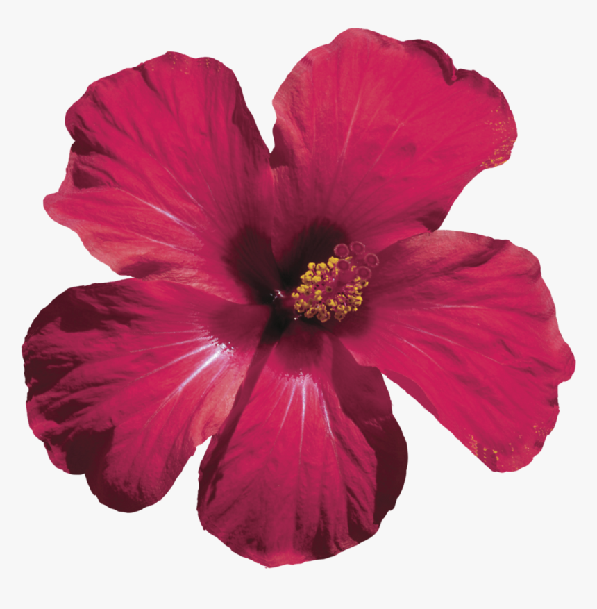 Hibiscus Flower Png Transparent, Png Download, Free Download