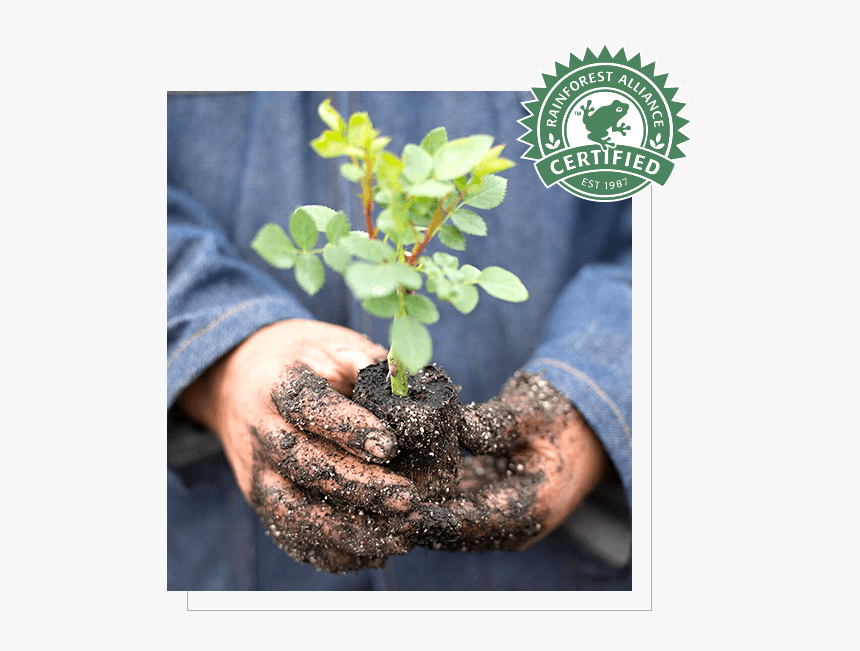 Rainforest Alliance Certified, HD Png Download, Free Download