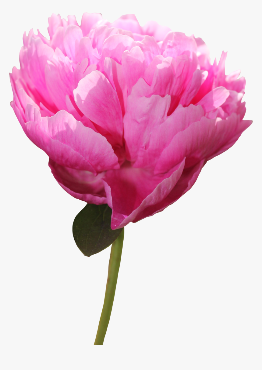 Peony Png Picture - Peony, Transparent Png, Free Download