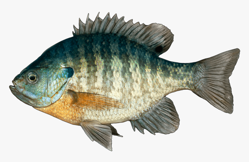 Lake Fish, HD Png Download, Free Download