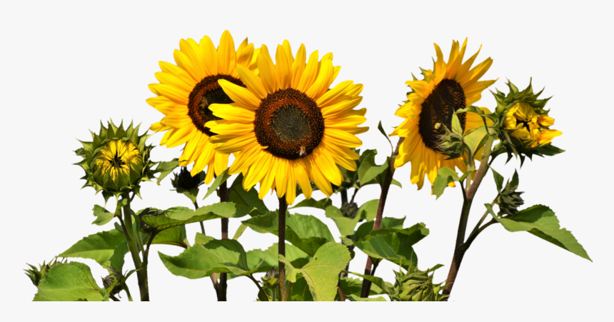 Sunflowers Png Image - Sunflower Field Transparent Background, Png Download, Free Download