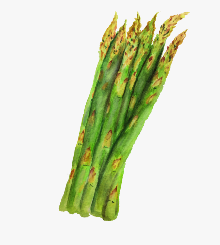 Asparagus, HD Png Download, Free Download