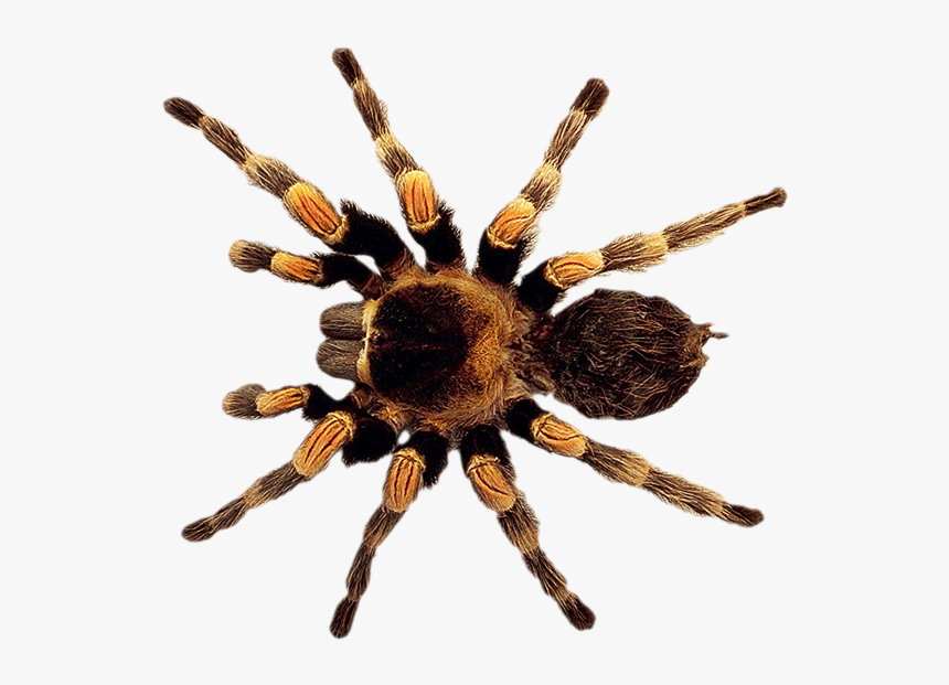 Spider Png, Transparent Png, Free Download