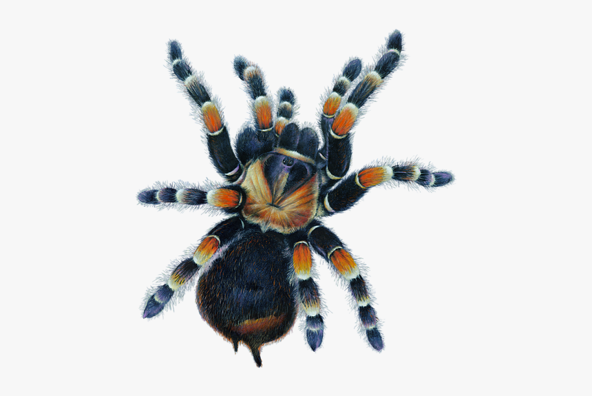 Tarantula Drawing, HD Png Download, Free Download