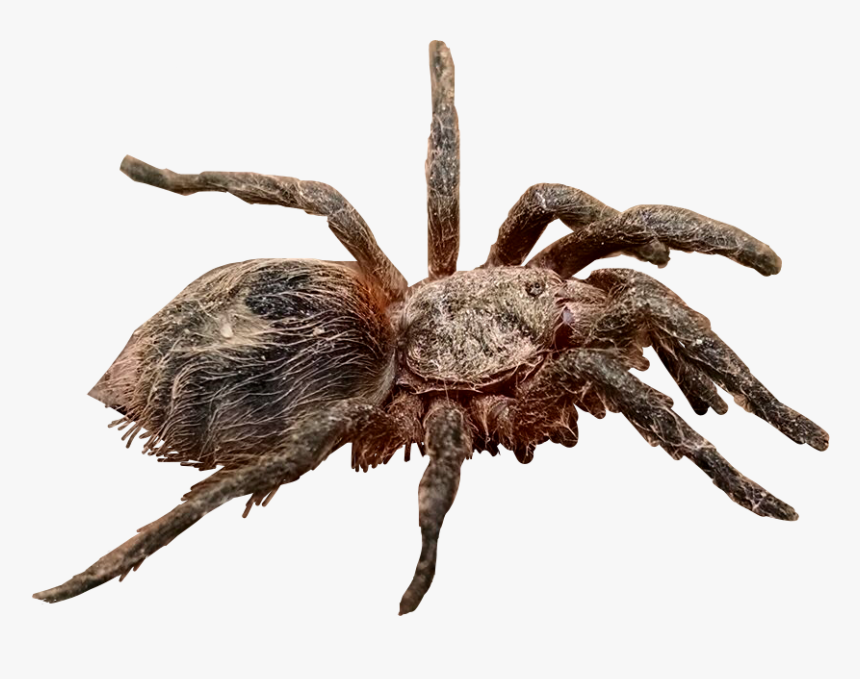 Wolf Spider, HD Png Download, Free Download