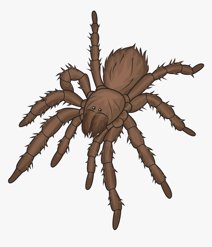 Araneus Cavaticus, HD Png Download, Free Download