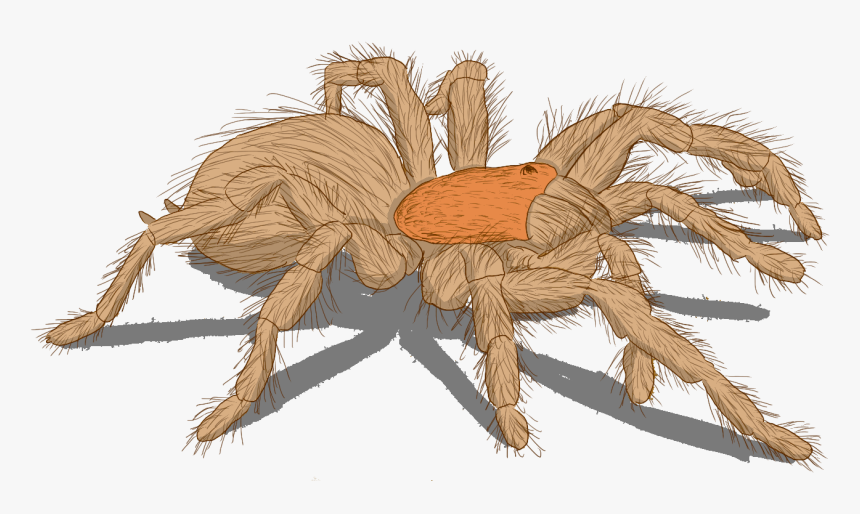 Wolf Spider, HD Png Download, Free Download