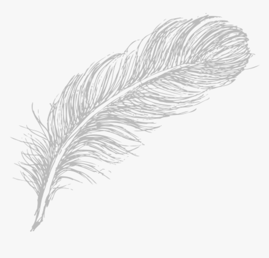 Free Png Download Feather Drawing Png Images Background - Feather Drawing Transparent Background, Png Download, Free Download