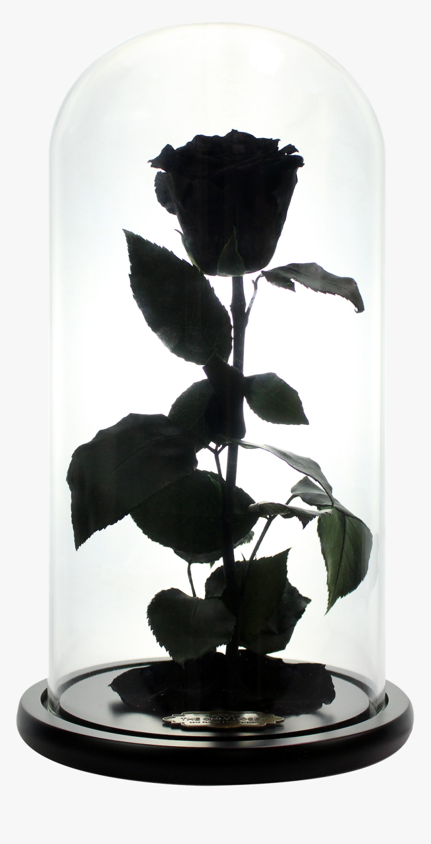 Black Beauty And The Beast Rose, HD Png Download, Free Download