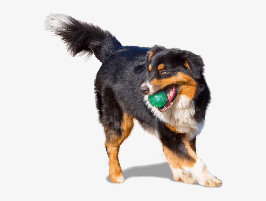 Australian Shepherd - Dog Catches Something, HD Png Download, Free Download