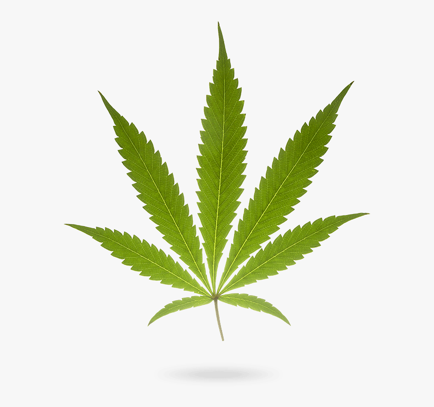 Marijuana Leaf, HD Png Download, Free Download