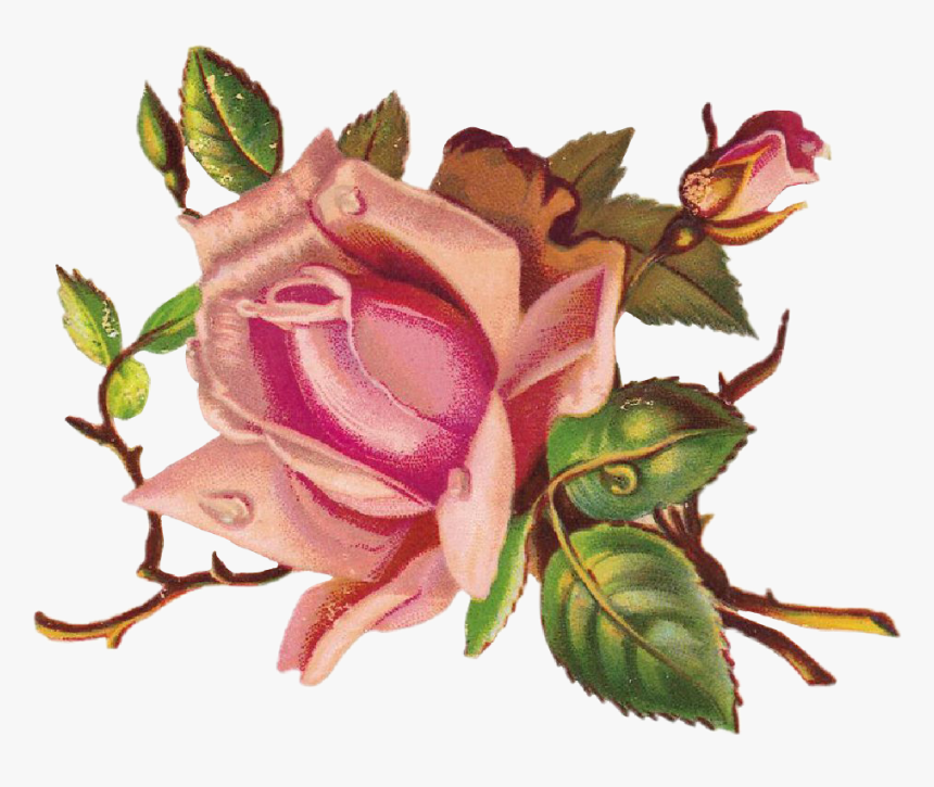 Rose Drawing Png, Transparent Png, Free Download