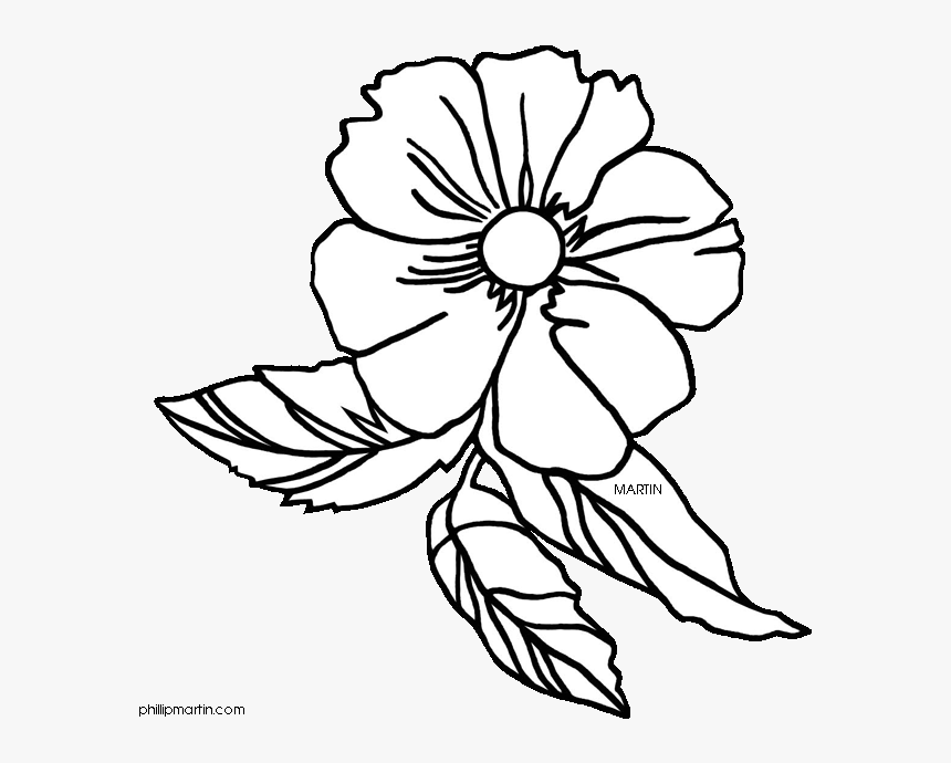 28 Collection Of Cherokee Rose Drawing - Georgia State Flower, HD Png Download, Free Download