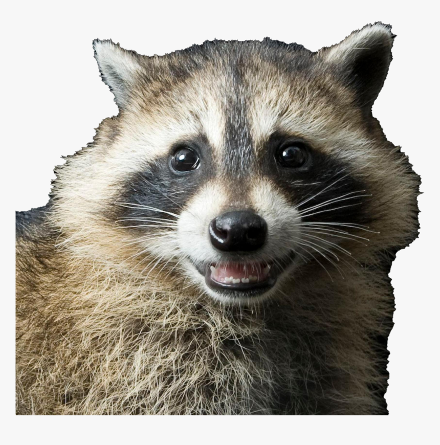 Raccoon Transparent Image - Raccoon Png, Png Download, Free Download