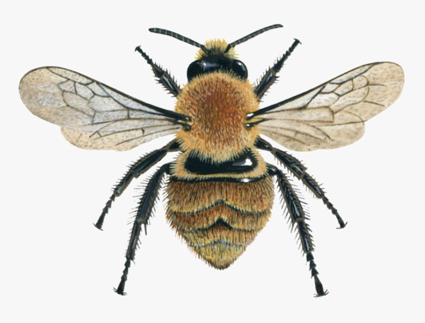 Bee Png Image File - Common Carder Bee Wings, Transparent Png, Free Download