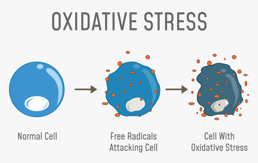 Oxidative Stress, HD Png Download, Free Download