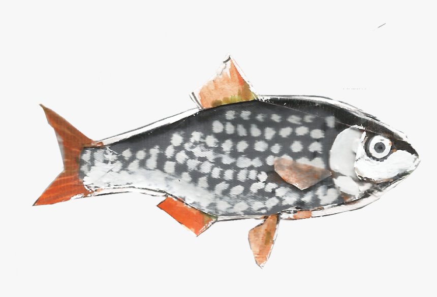 Slider Roach Rutilus Rutilus 1200px - Giant Carp, HD Png Download, Free Download