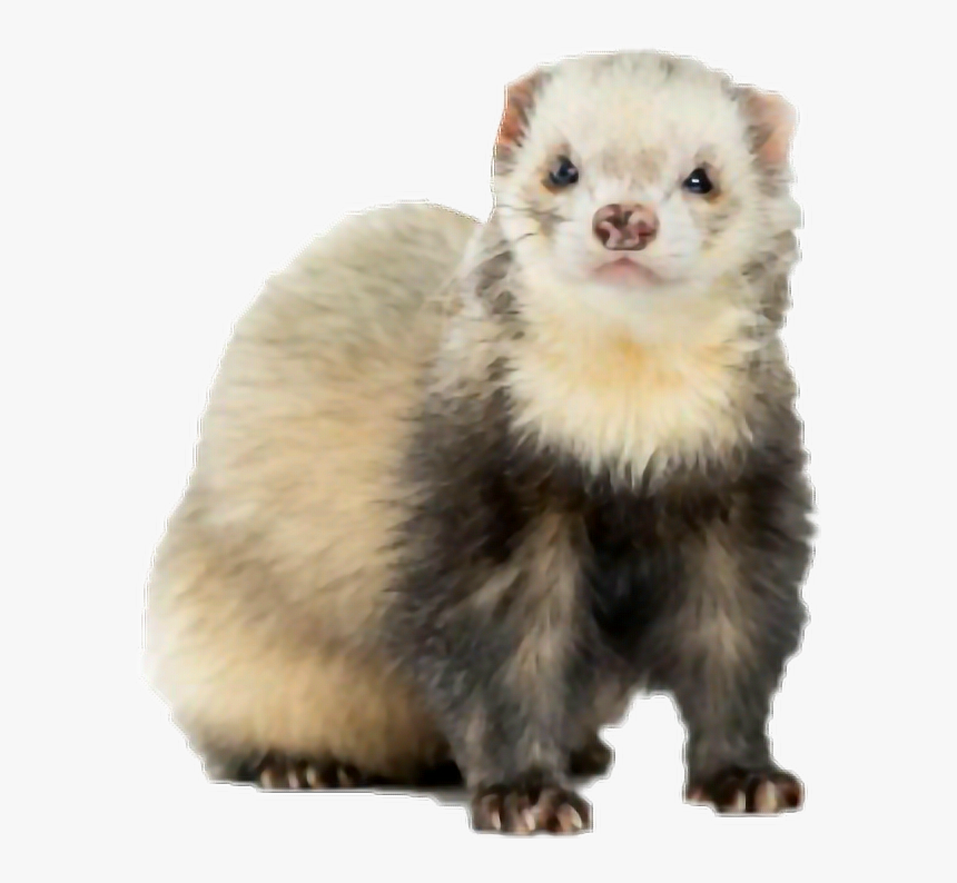 Ferret Baby, HD Png Download, Free Download