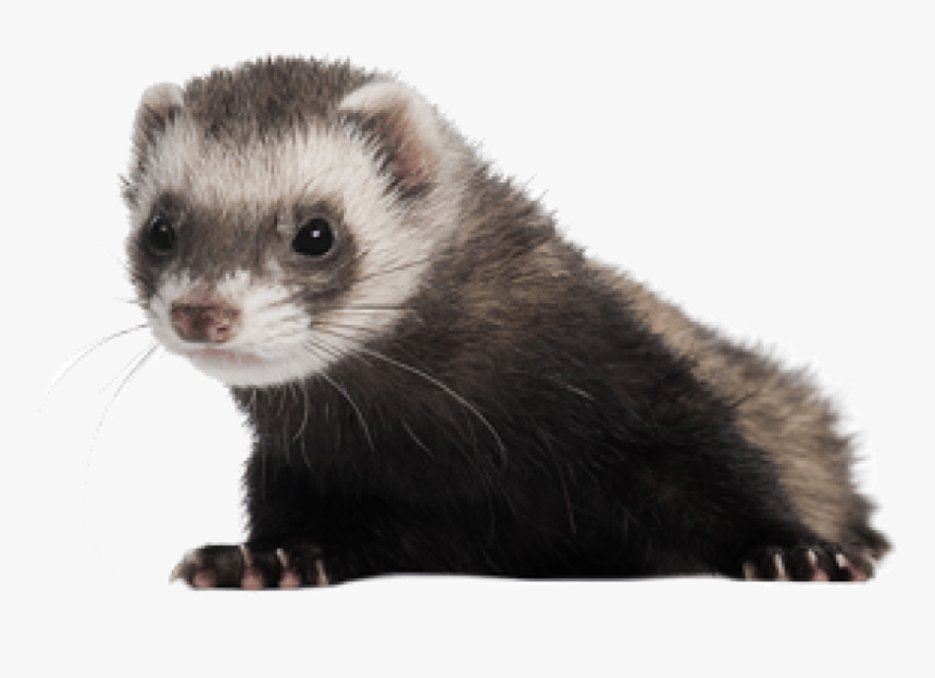 Ferret Png Free Download - Ferret Png, Transparent Png, Free Download