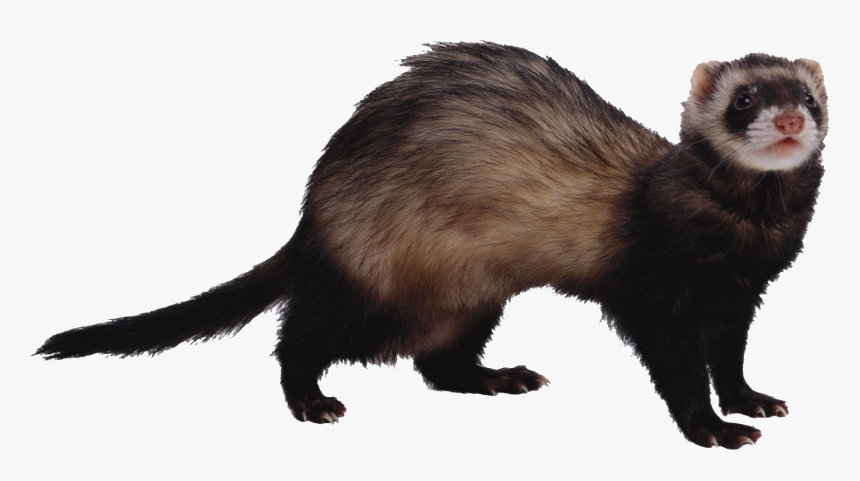 Ferret Png, Transparent Png, Free Download