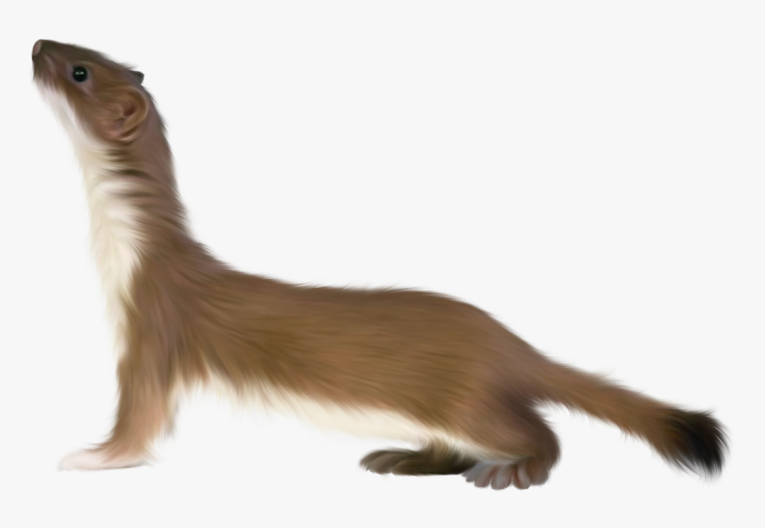 Ferret Png - Stoat Png, Transparent Png, Free Download