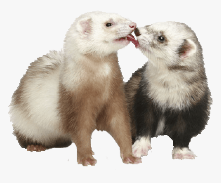 Thumb Image - Transparent Background Ferret Png, Png Download, Free Download