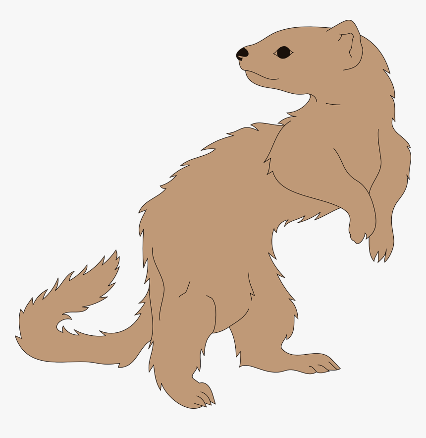 Clipart Ferret, HD Png Download, Free Download