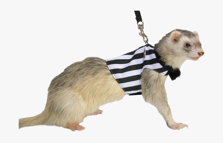 Ferret Toys, Ferrets, I Can Haz, Toy Dog - Ferret, HD Png Download, Free Download