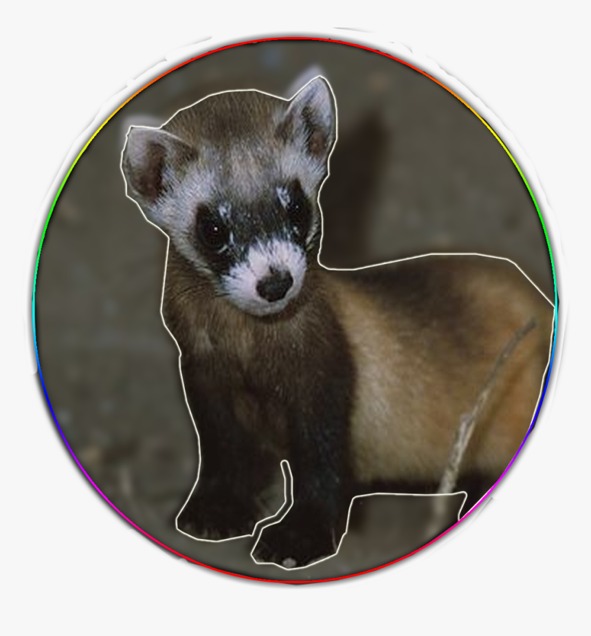 Support The Ferrets T-shirt - Black Footed Ferret, HD Png Download, Free Download