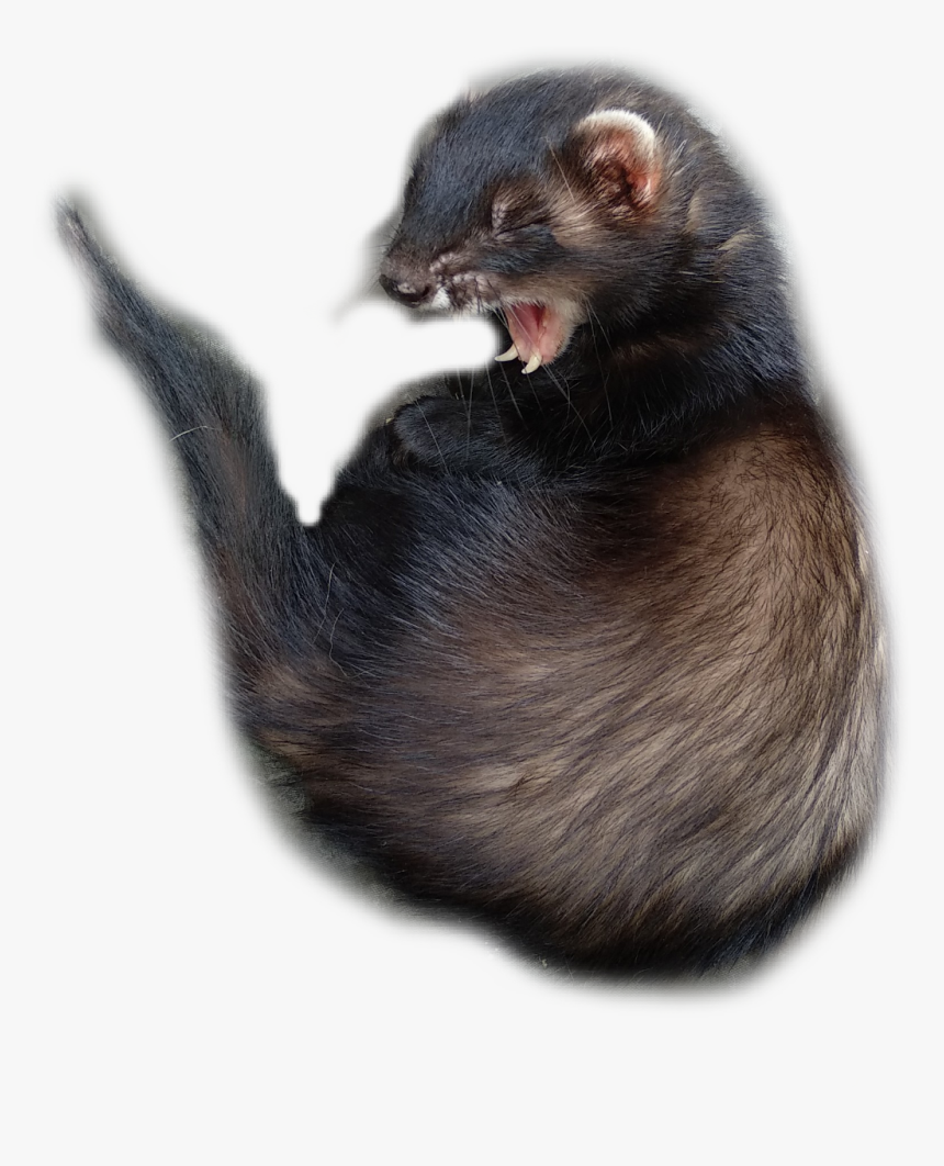 #ferret - Cat Yawns, HD Png Download, Free Download