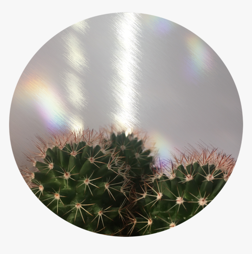 Transparent Cactus Png Tumblr - Aesthetic Cactus Profile, Png Download, Free Download
