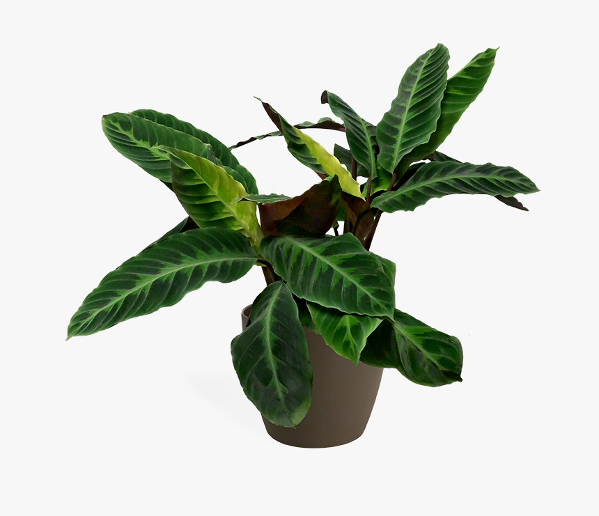 Calathea Plant Png, Transparent Png, Free Download