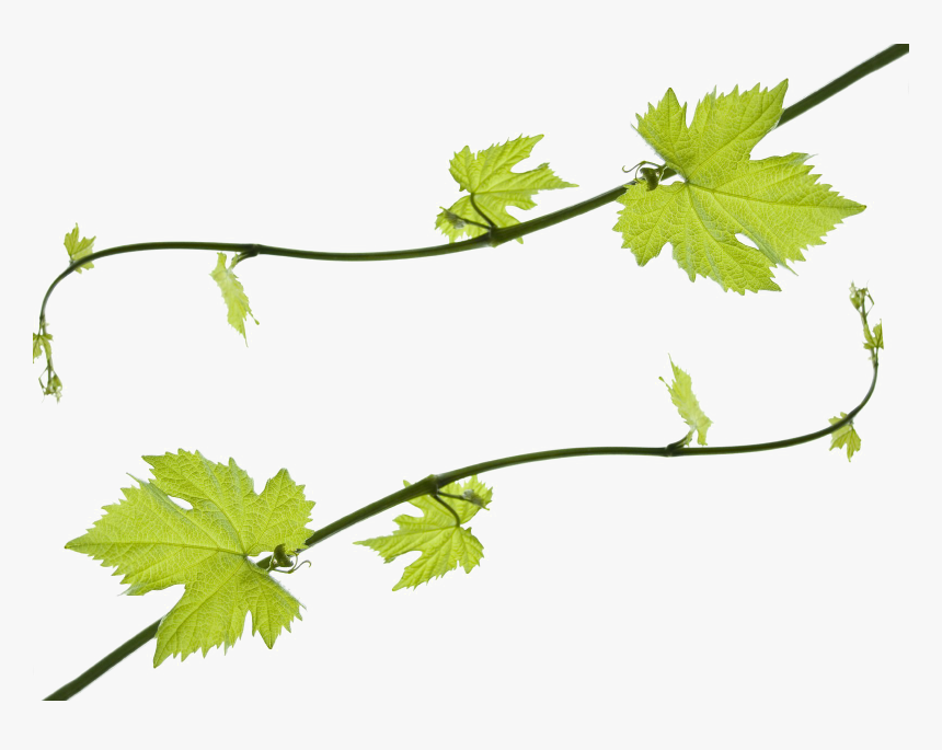 Free Collection Of Grape Vine Png - Grape Leaves Clipart, Transparent Png, Free Download