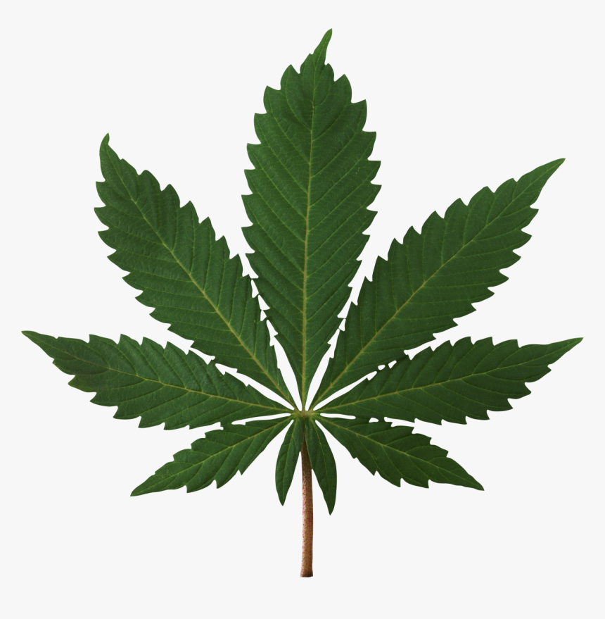 Cannabis Png Image - High Resolution Cannabis Leaf, Transparent Png, Free Download