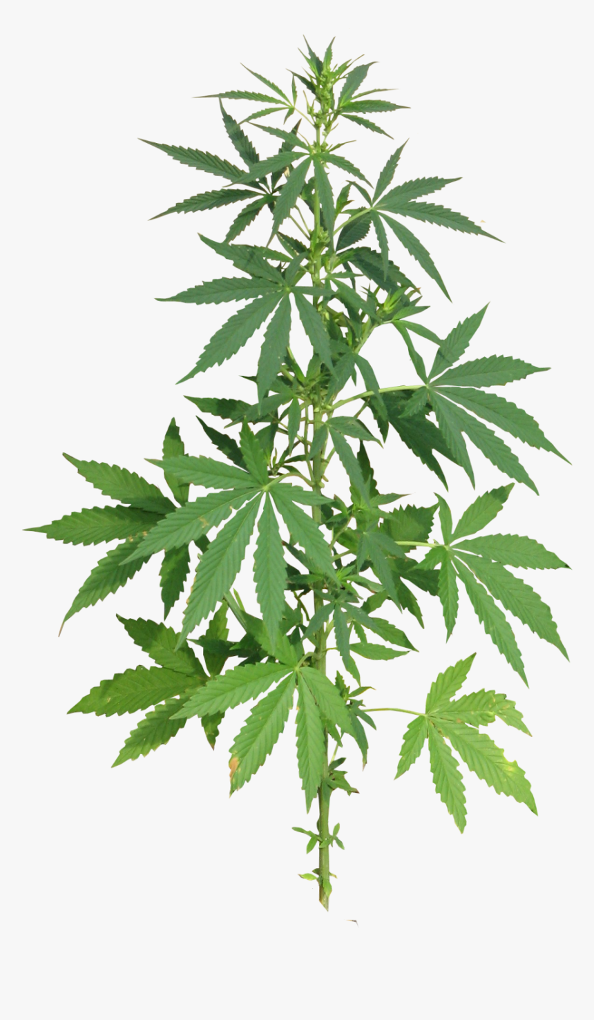 Cannabis Png Image - Cannabis Plant Png, Transparent Png, Free Download