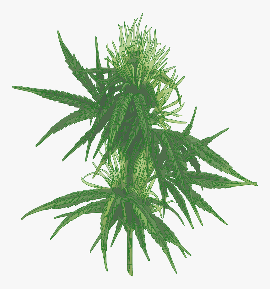 Female Cannabis Plant-01 - Cannabis Leaf Botanical Drawing, HD Png Download, Free Download