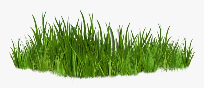 Clipart Grass Tropical Grass - Grass Clipart, HD Png Download, Free Download