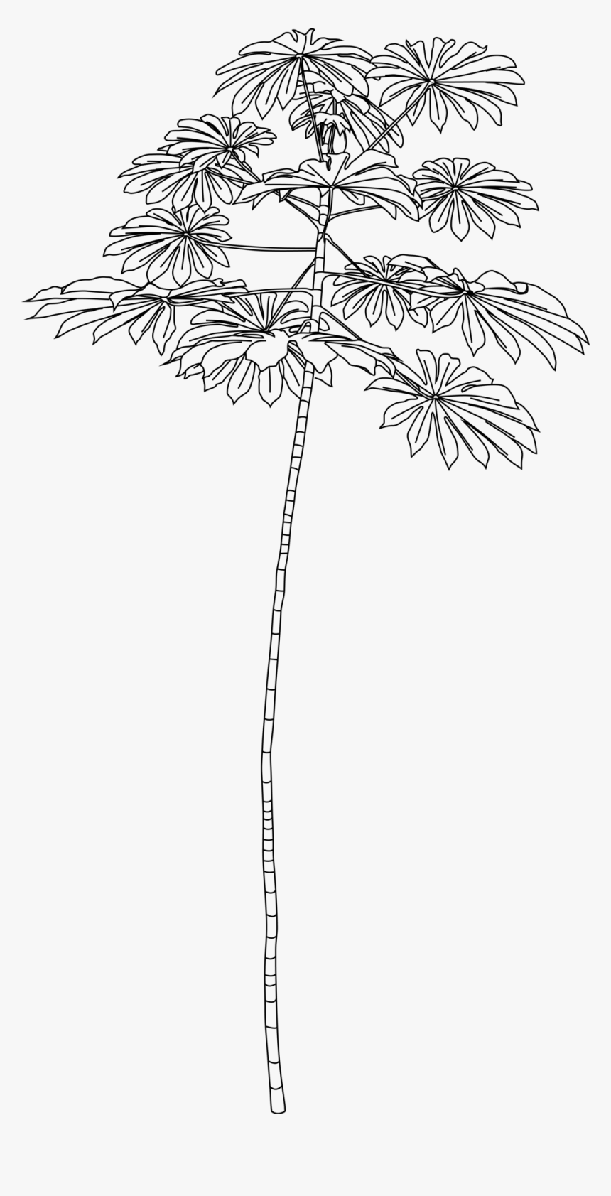 Colony23outline - Cecropia Tree Branch Drawing, HD Png Download, Free Download