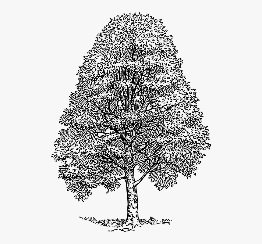 American Beech Tree Drawing, HD Png Download, Free Download