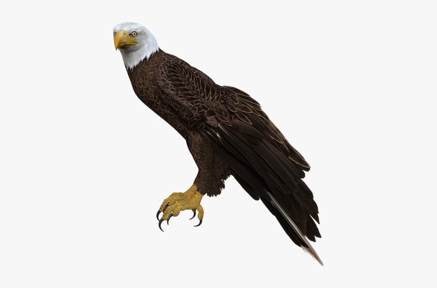 Bald Eagle, HD Png Download, Free Download