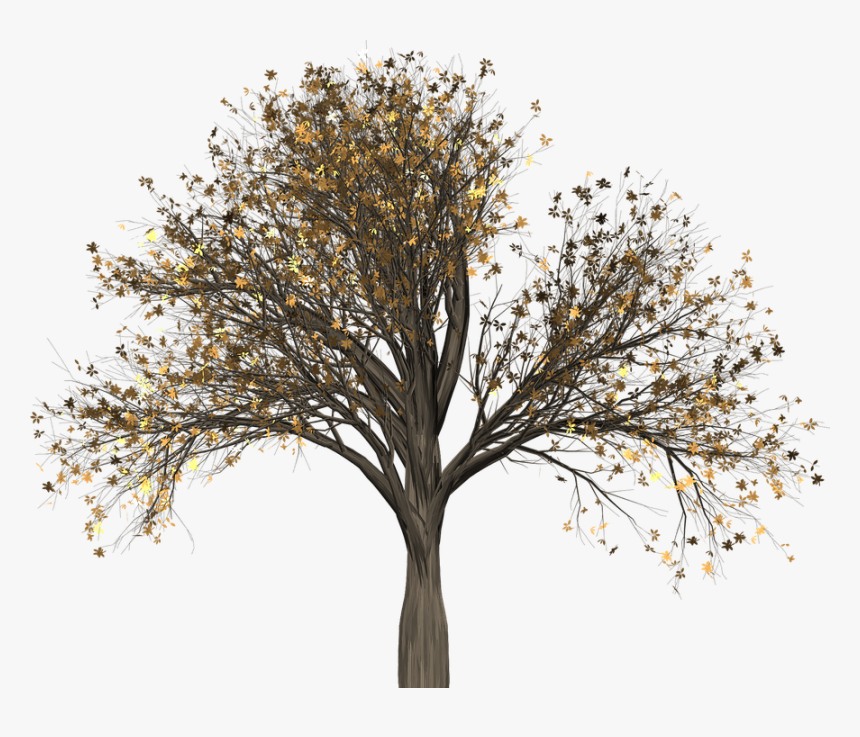 Transparent Elm Tree Png - Photoshop Brush Tree Free, Png Download, Free Download