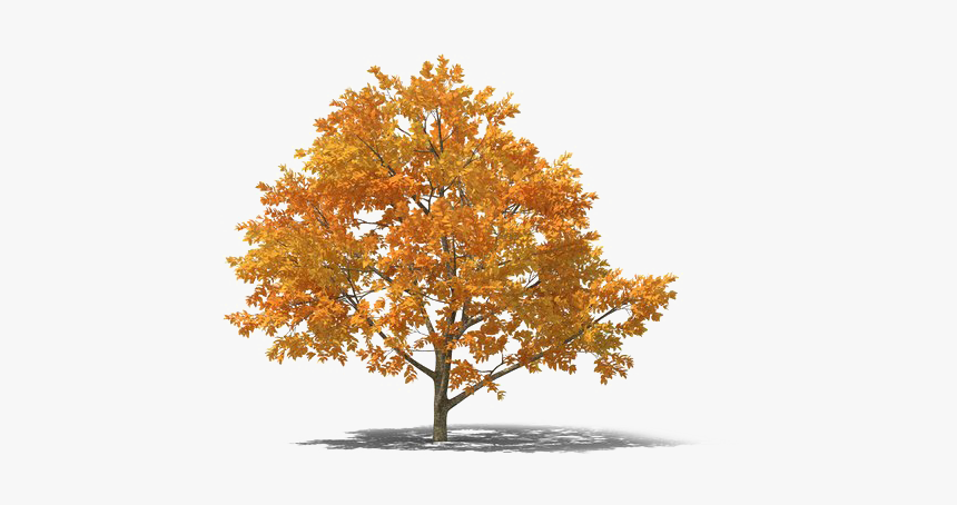 Fall Tree Png Picture - Fall Tree Png, Transparent Png, Free Download