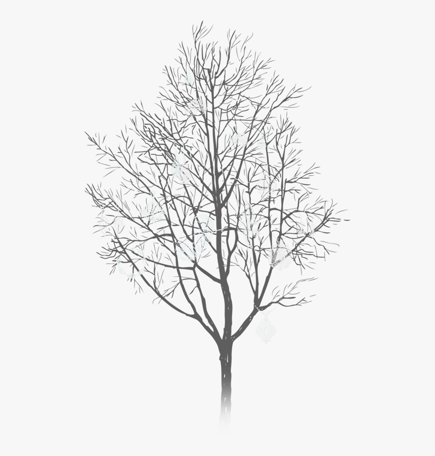 Winter Silhouette Tree Png, Transparent Png, Free Download