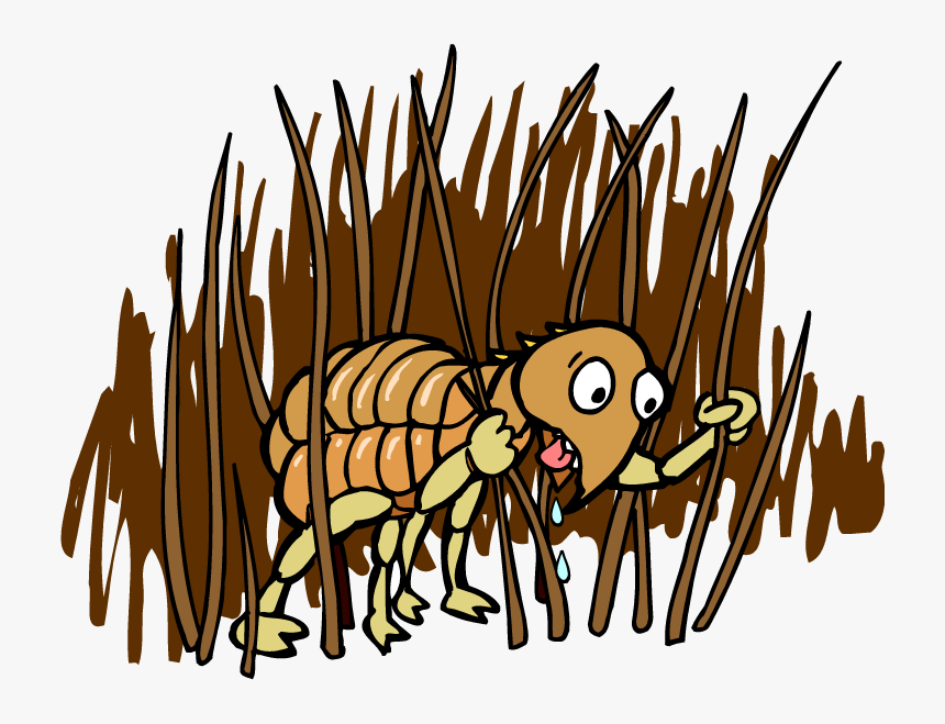 Flea - Flea Cartoon, HD Png Download, Free Download